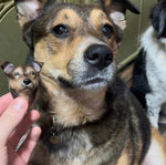 Load image into Gallery viewer, Pet Magnet